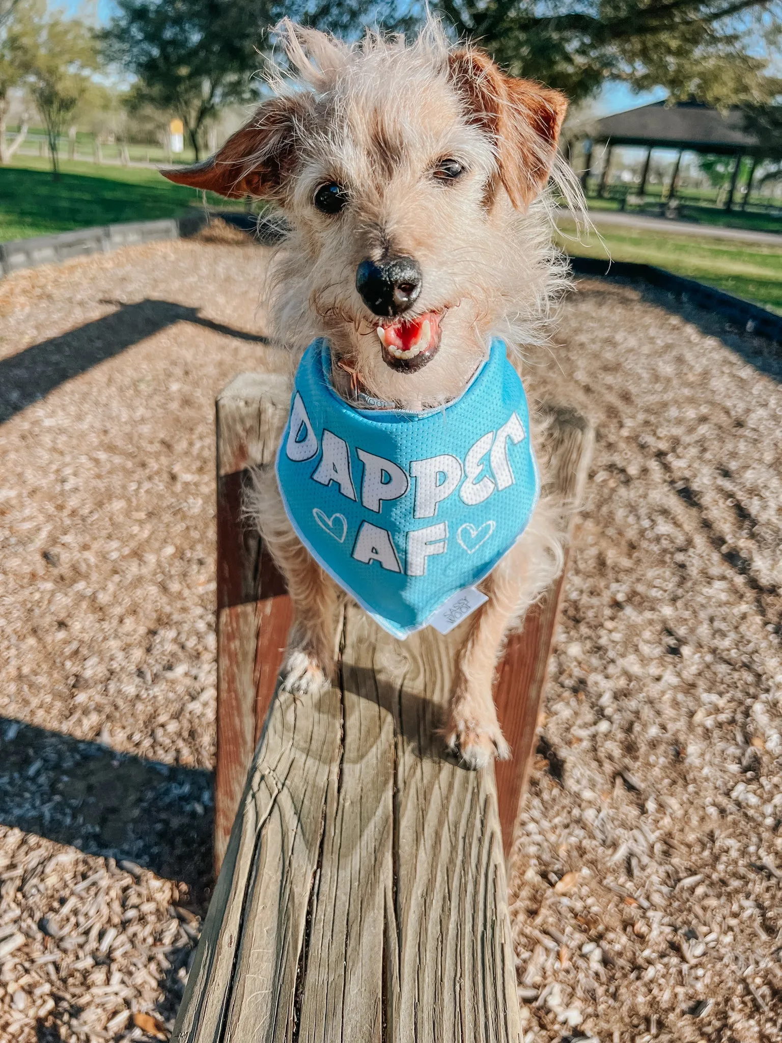 Dog Bandana - Dapper AF
