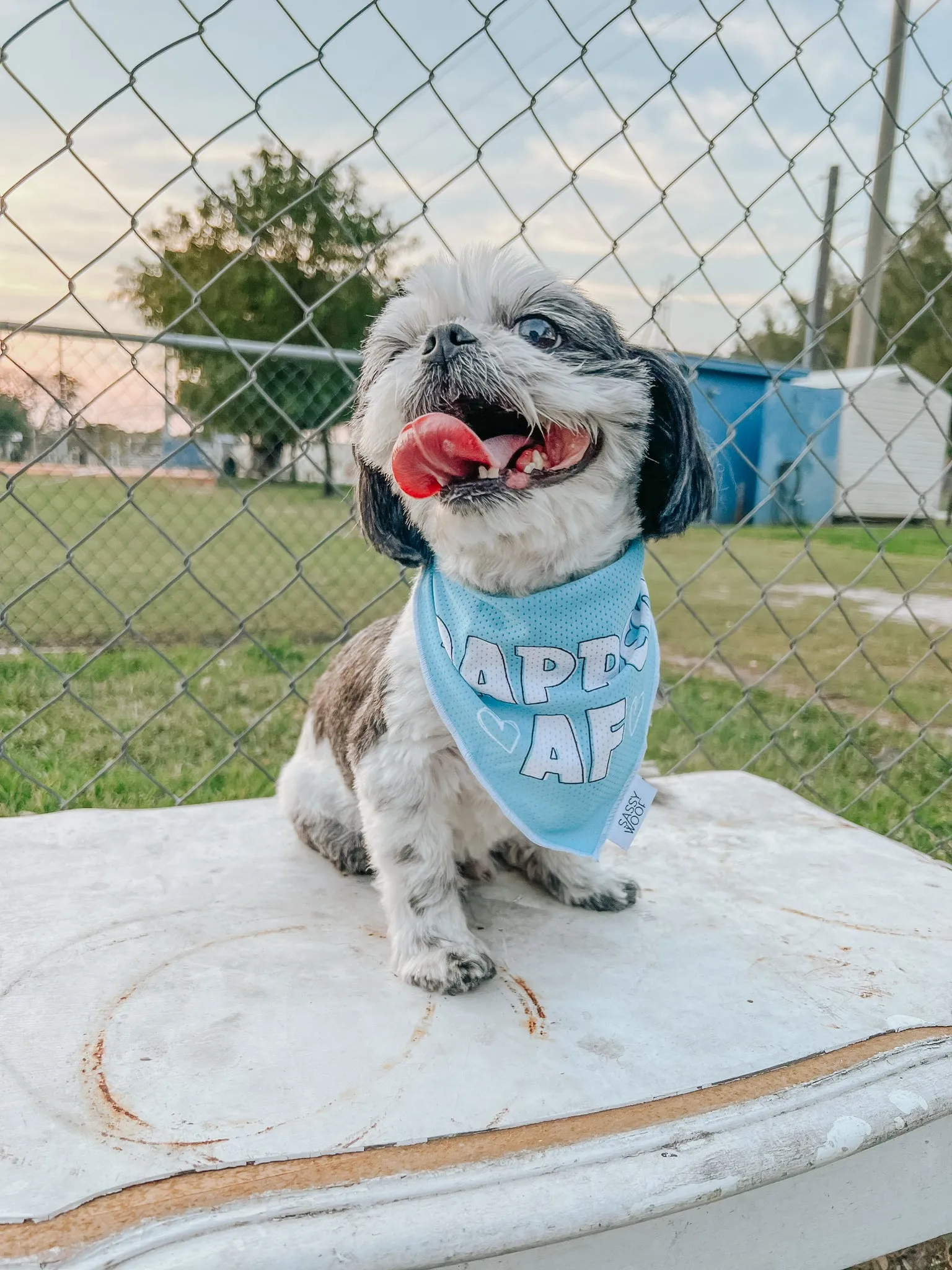 Dog Bandana - Dapper AF