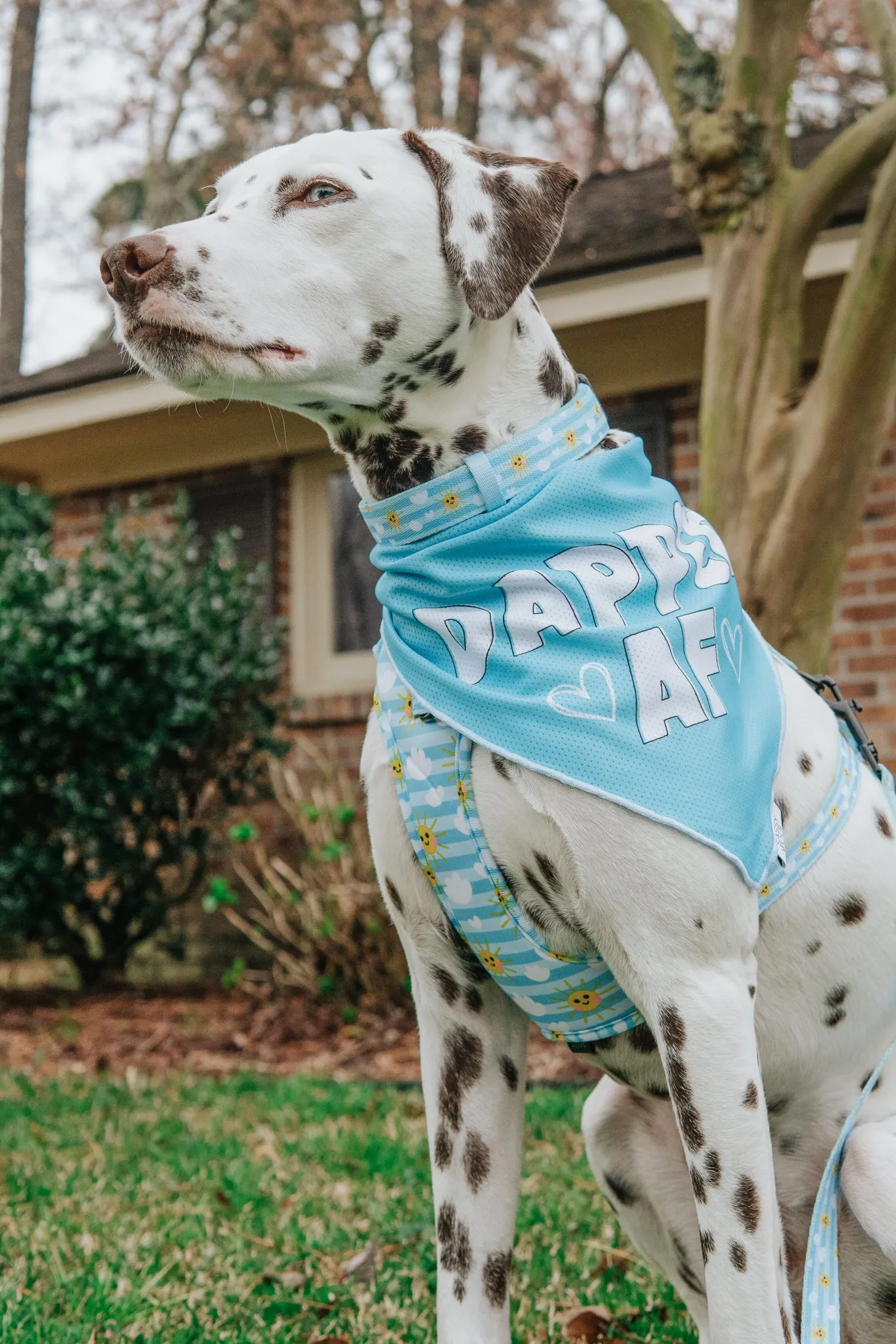 Dog Bandana - Dapper AF