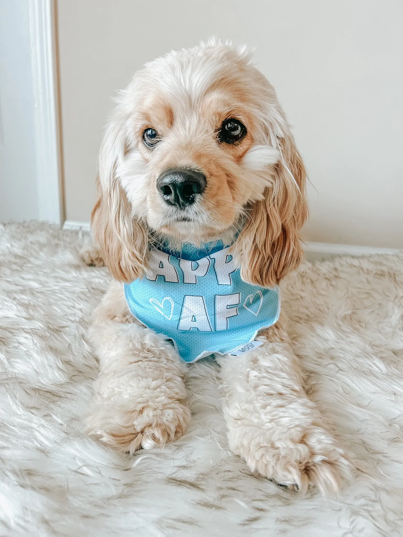 Dog Bandana - Dapper AF