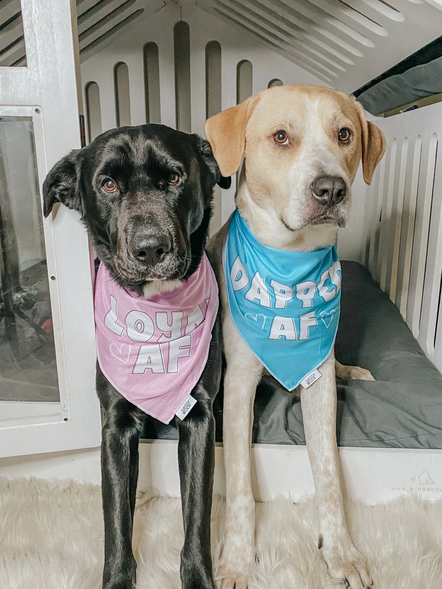 Dog Bandana - Dapper AF